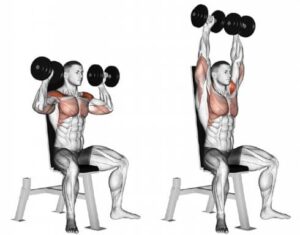 Dumbbell Shoulder Press Shoulder Workout At Home