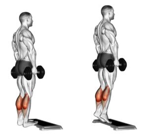 Fitclub Calf Raise Beginner Leg Workout